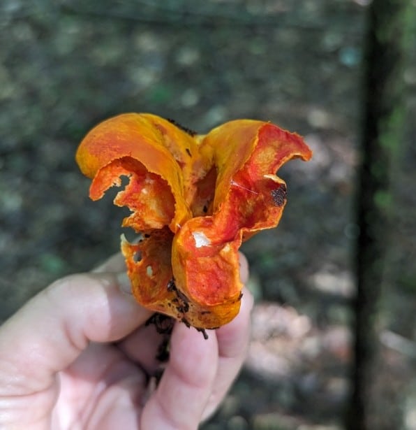 lobster mushroom interior