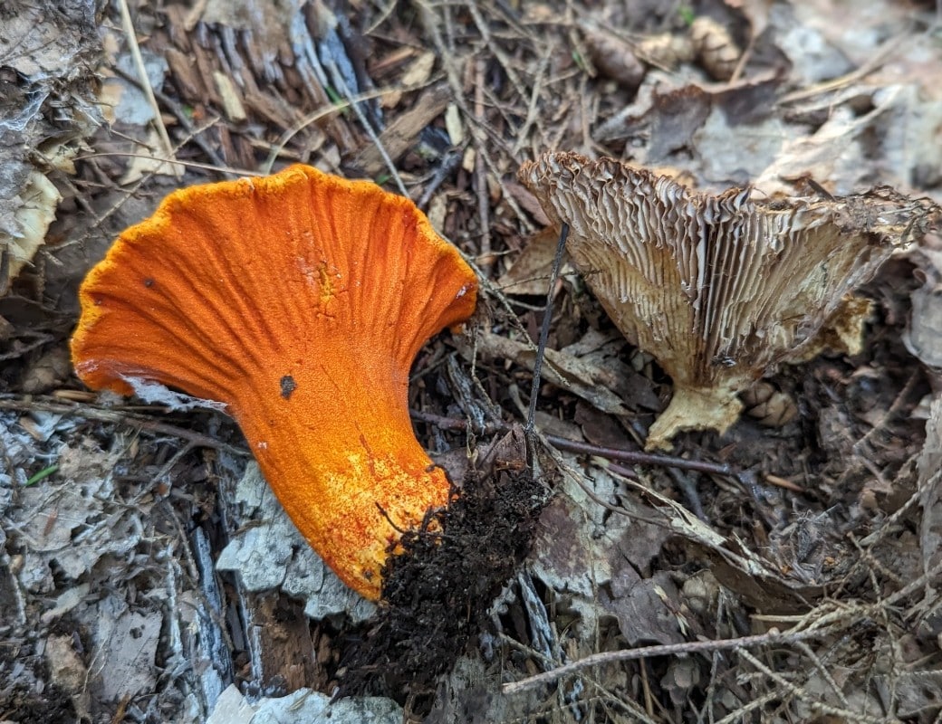 lobster mushroom parasitized