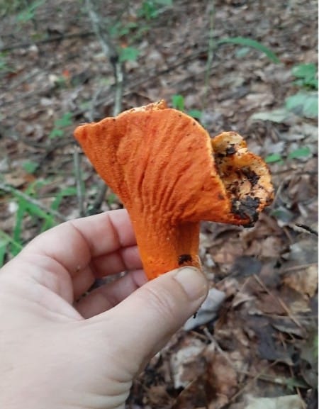 lobster mushroom dirt
