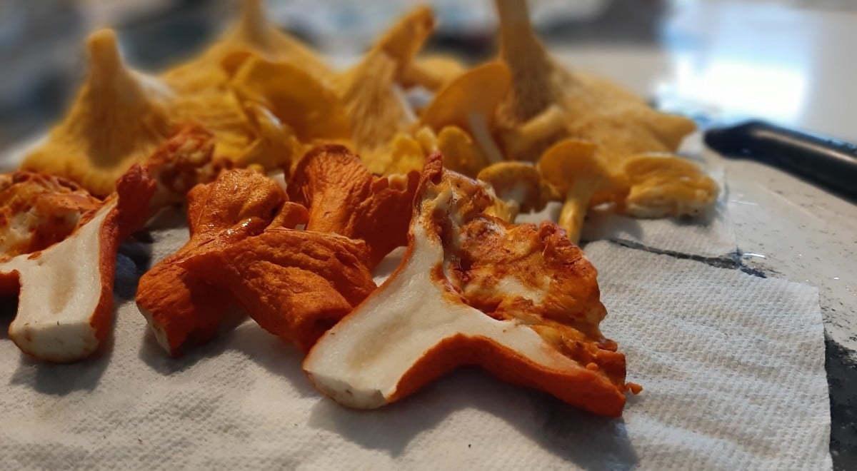 lobster mushroom cross section