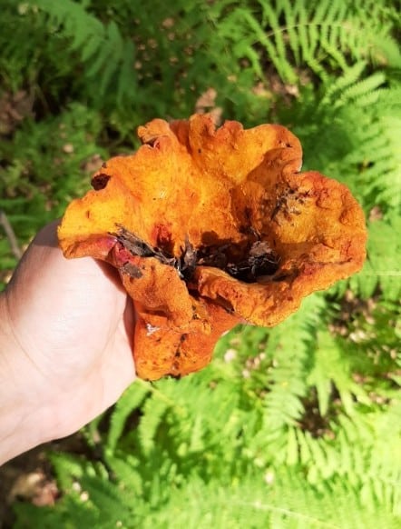 cleaning lobster mushrooms