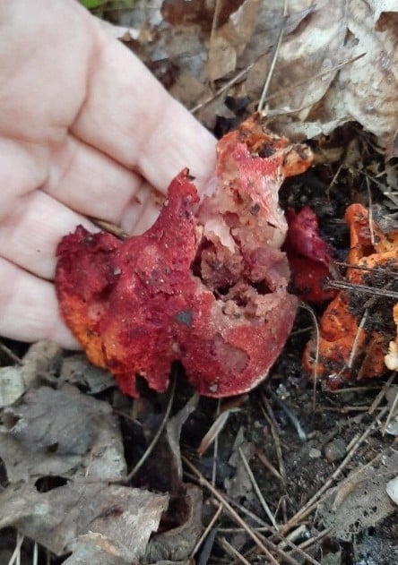 old lobster mushroom