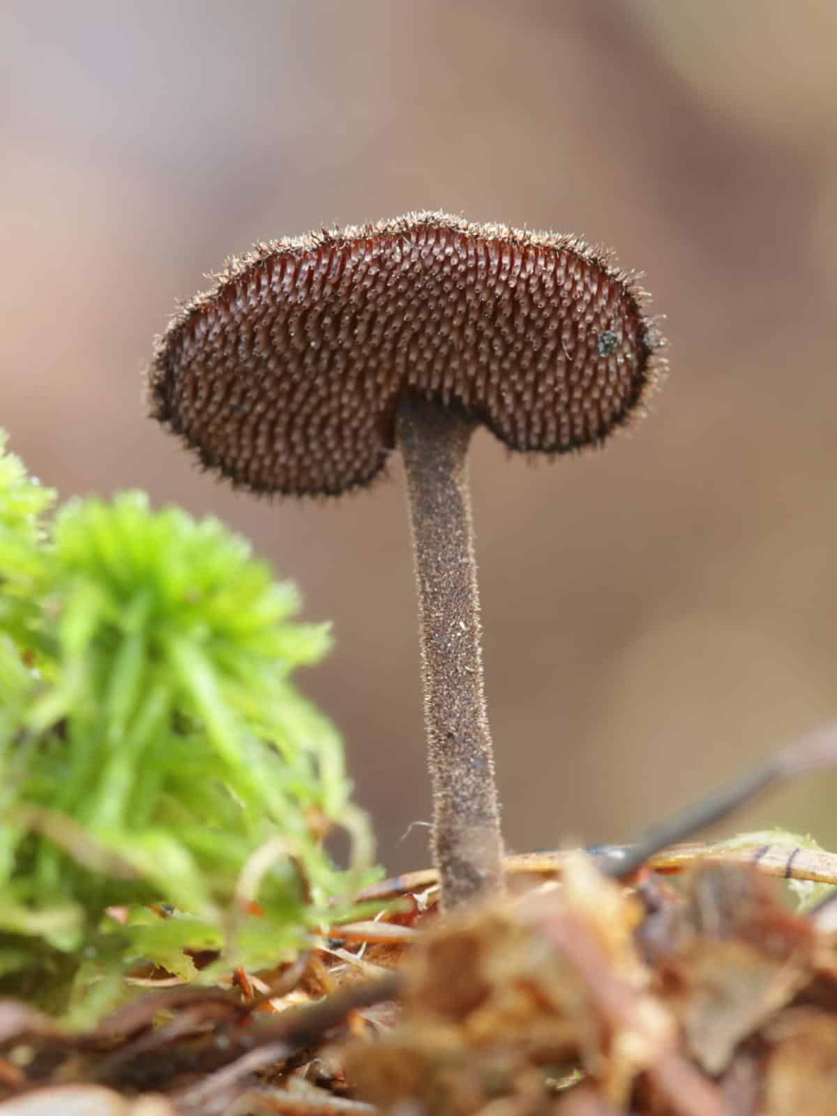 Auriscalpium vulgare