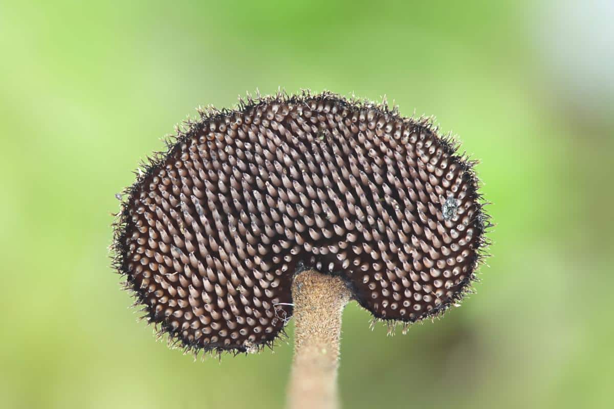 Auriscalpium vulgare