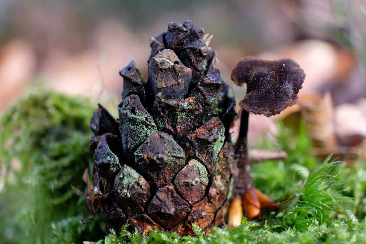 pine cone mushroom 