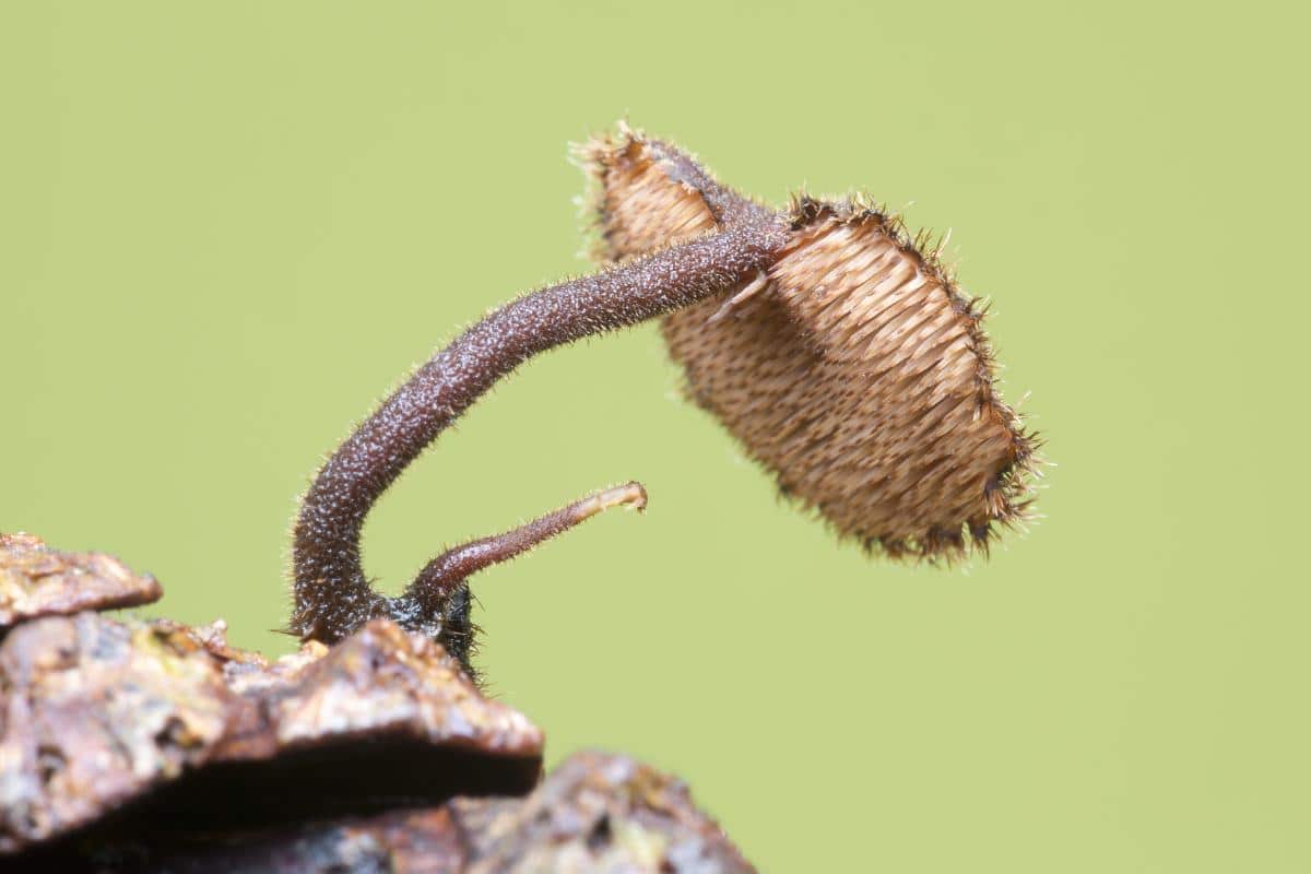 Auriscalpium vulgare