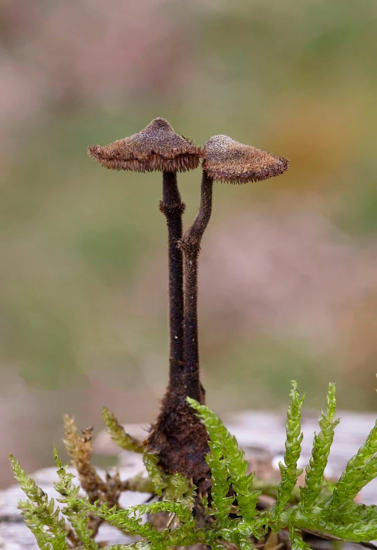 pinecone mushrooms 