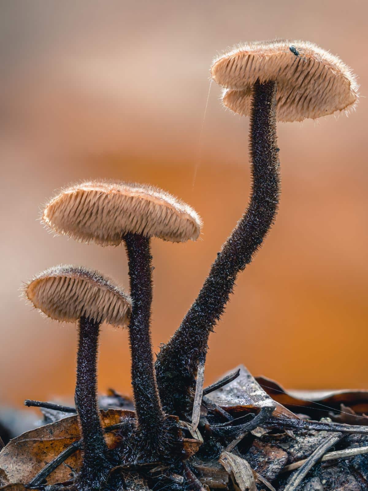 pinecone mushrooms trio