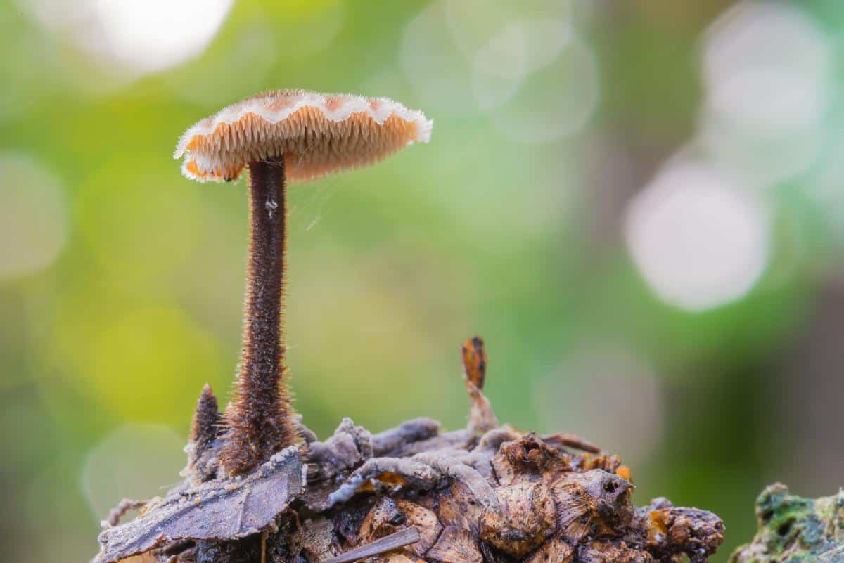 Auriscalpium vulgare