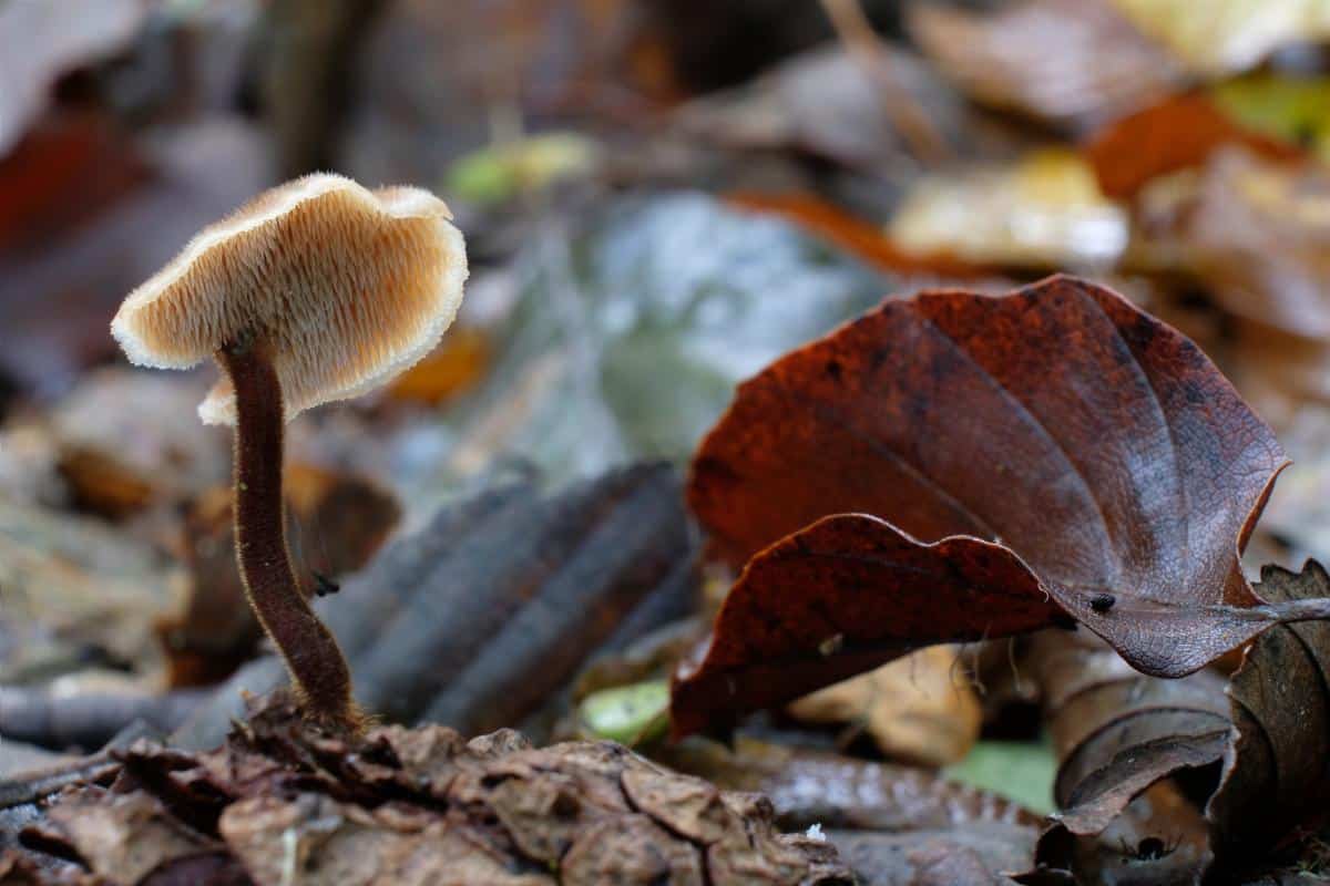 pinecone mushroom 