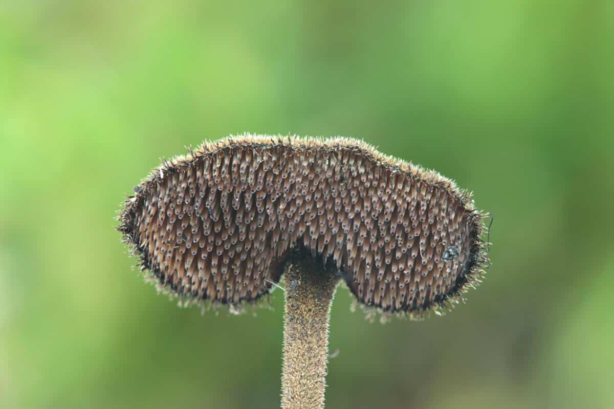 Auriscalpium vulgare teeth