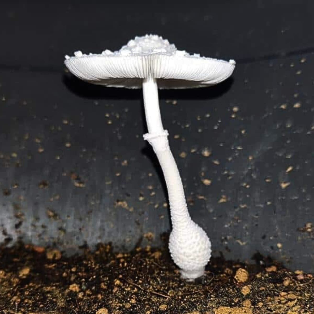 greenhouse mushroom leucocoprinus