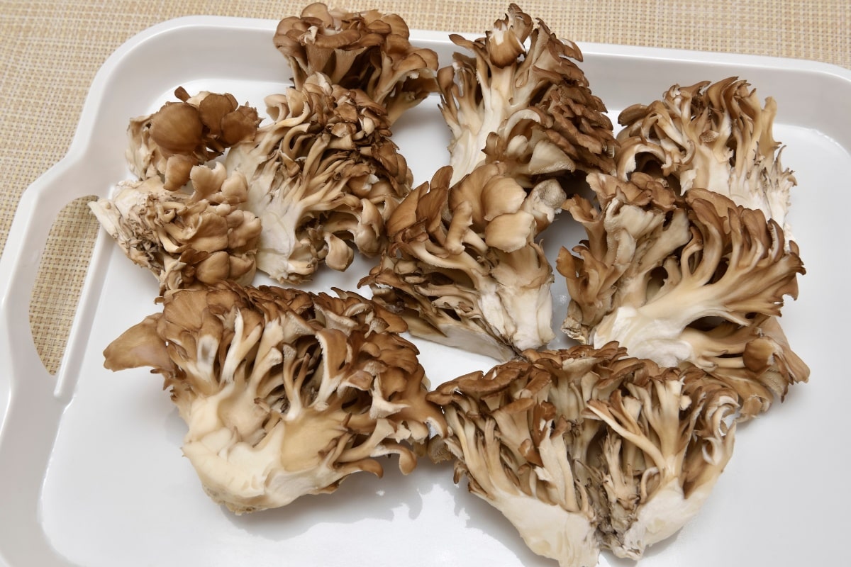 hen of the woods mushroom