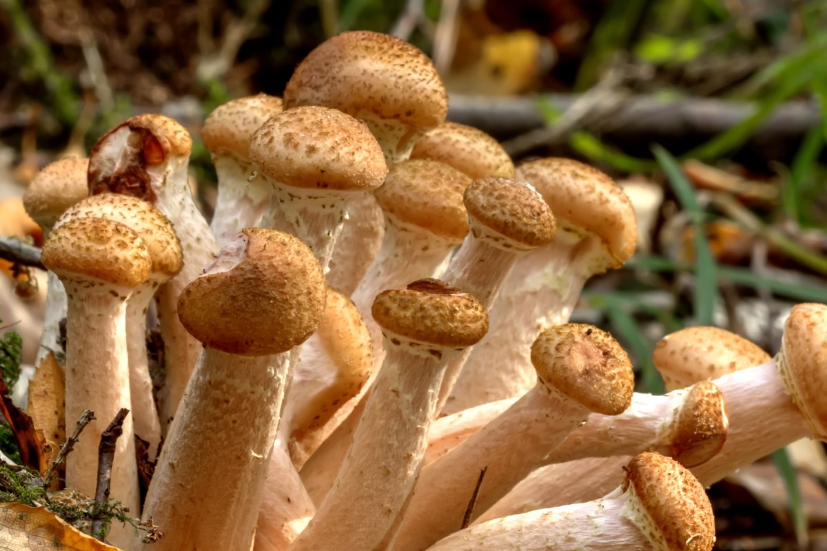close up honey mushrooms