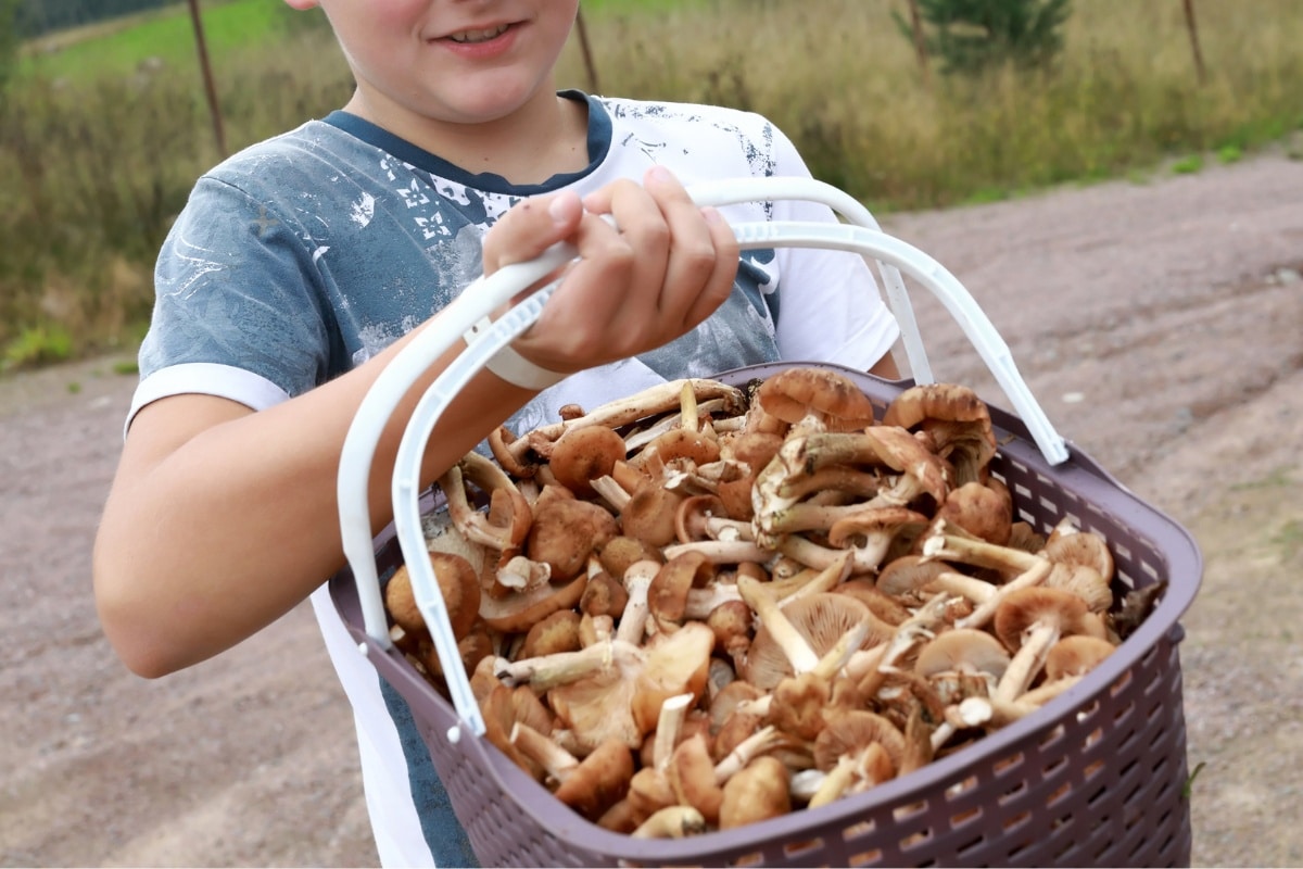 huge basket of honey mushrooms