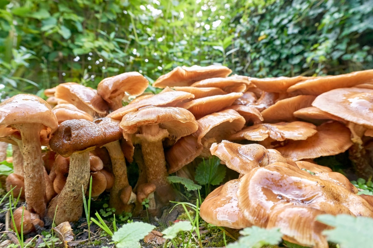troop of honey mushrooms