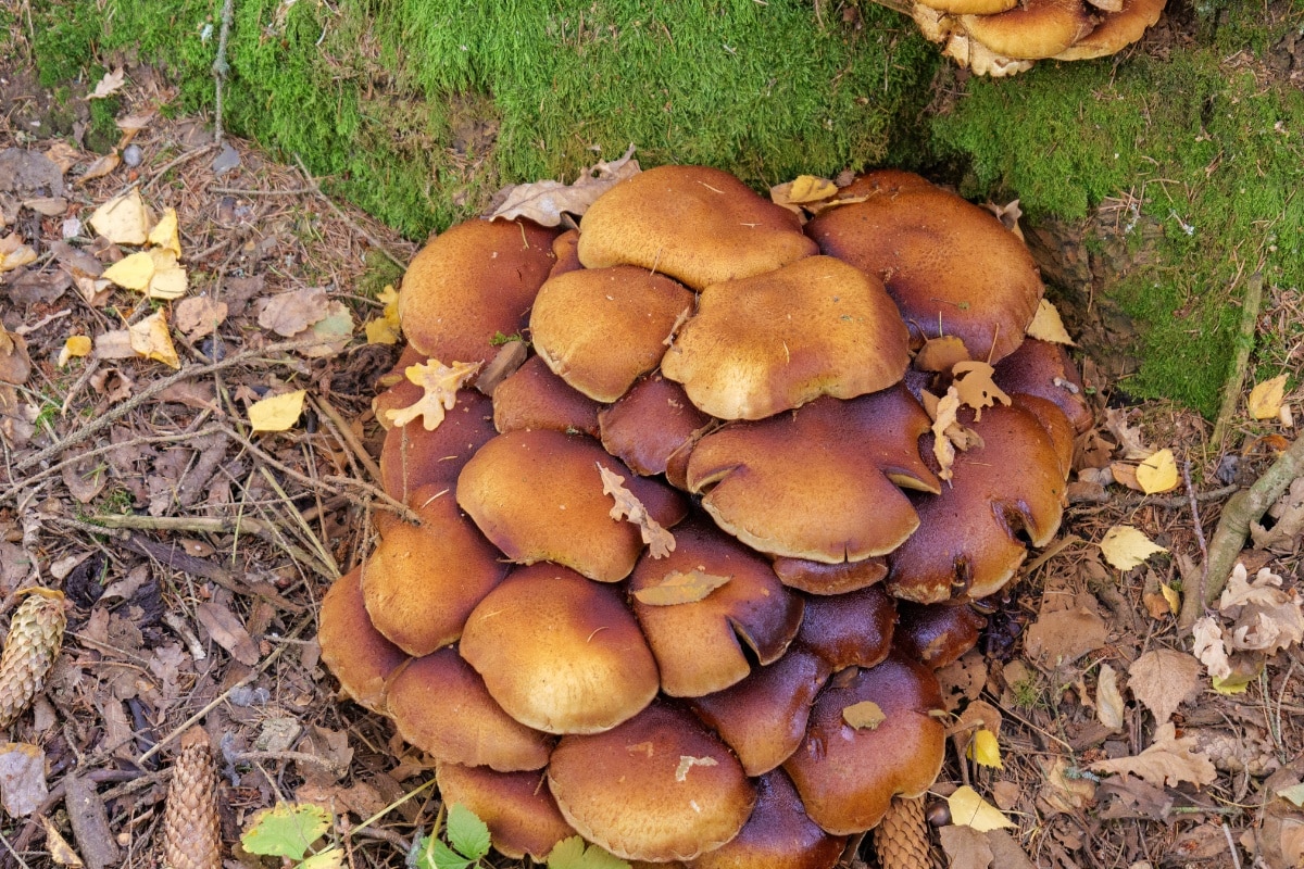 old honey mushroom