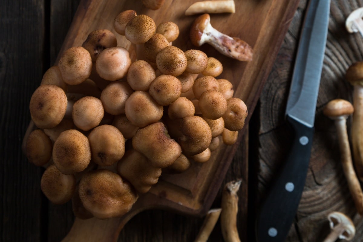 slice honey mushroom stem