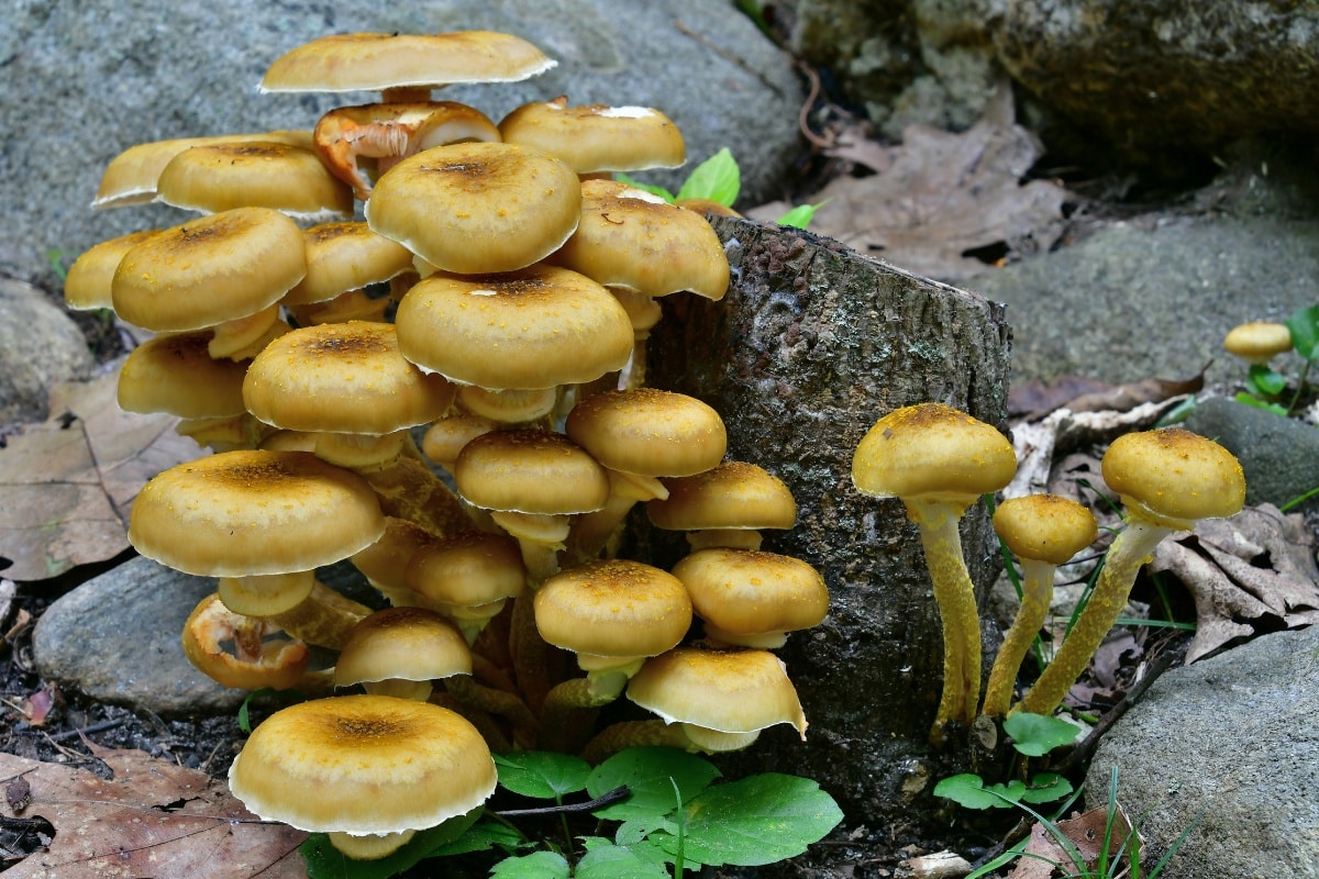Armillaria mellea