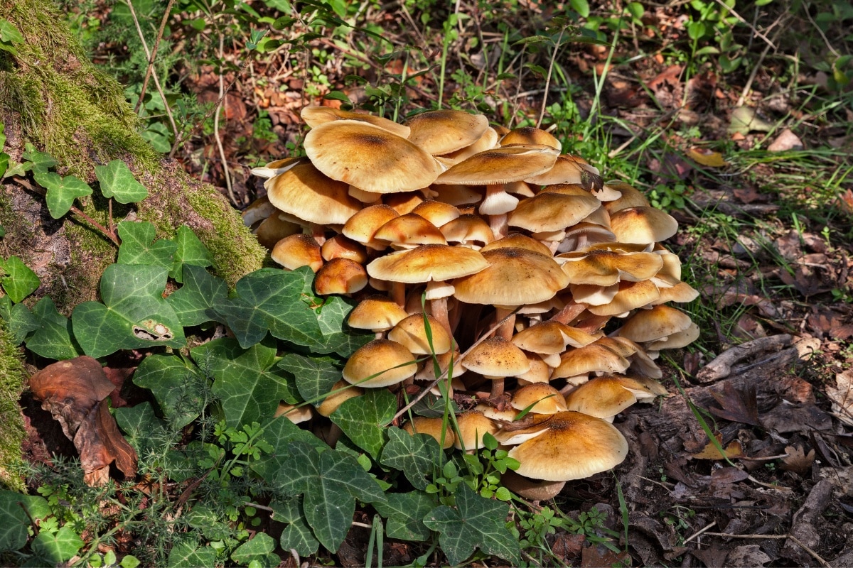 honey mushroom cluster