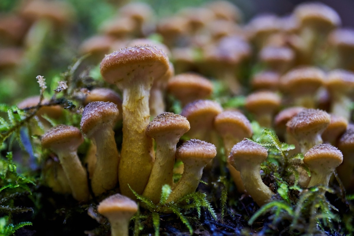 Cluster of honey mushrooms