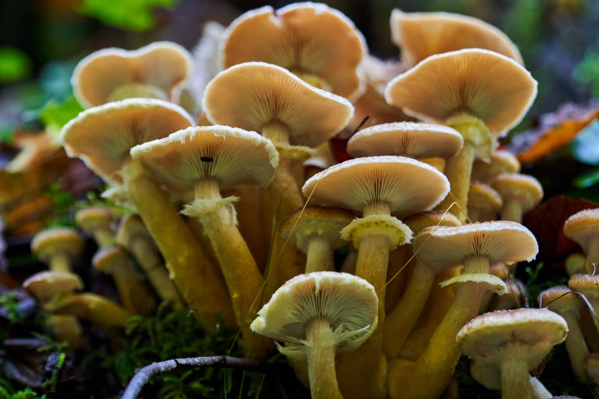 Armillaria mellea