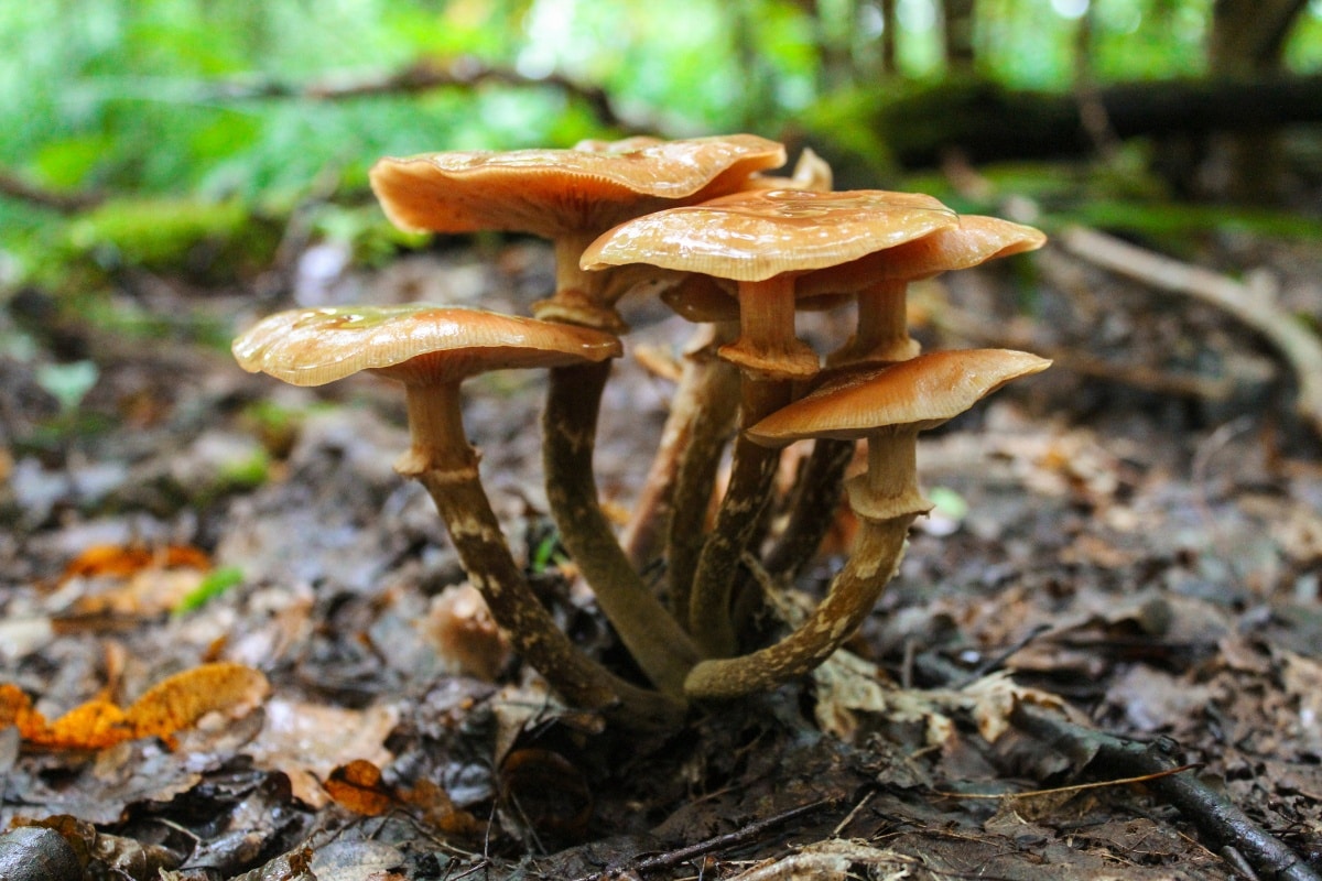 Armillaria mellea