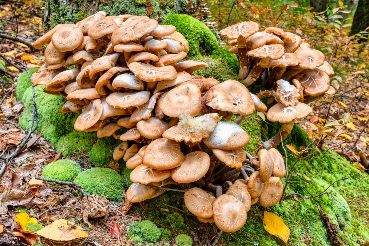 honey mushrooms dropping spores