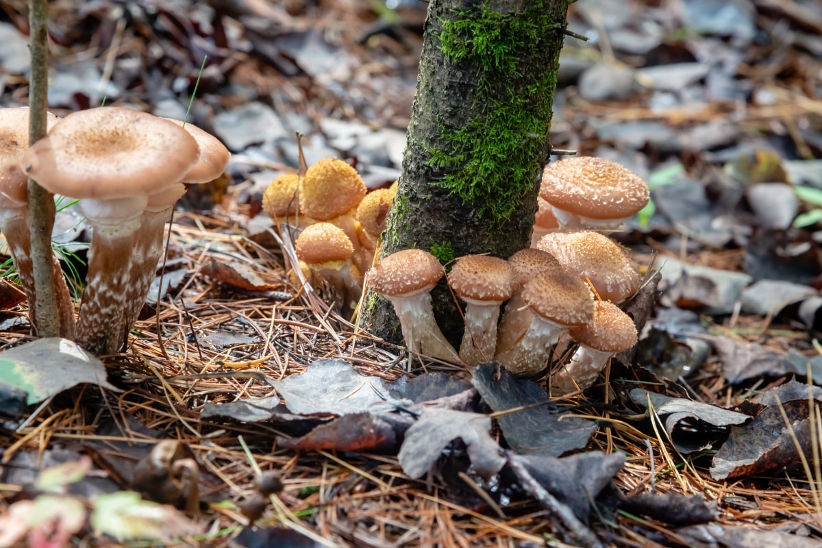 group of young honey mushrooms
