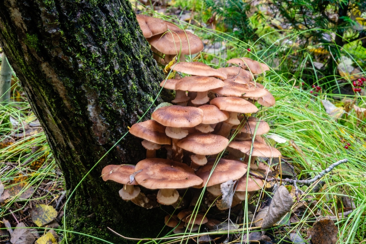 Armillaria mellea