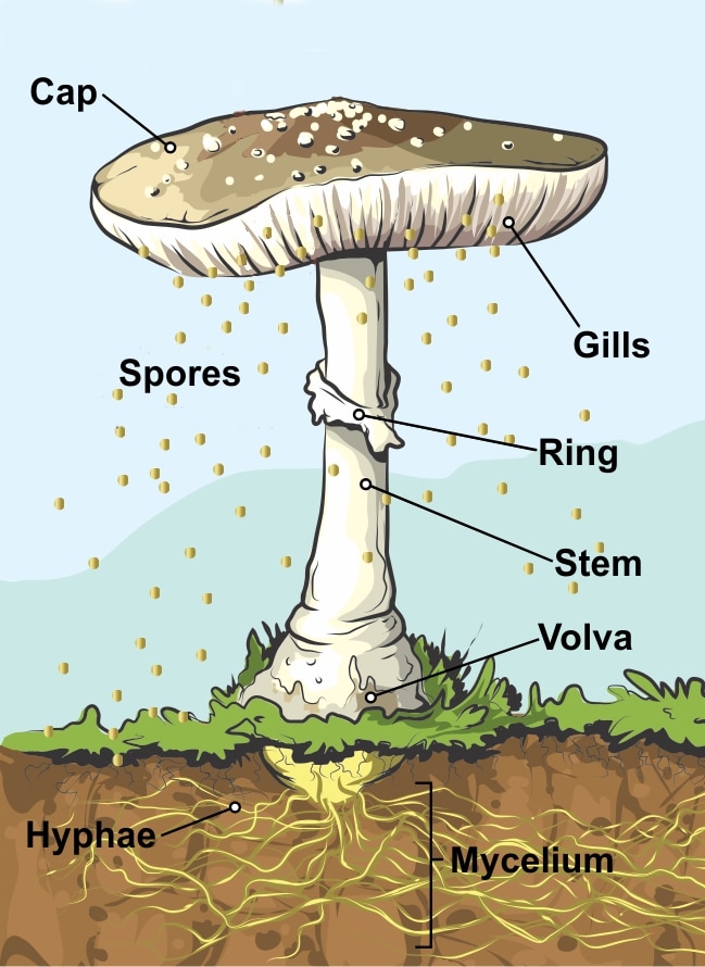 spore dispersal