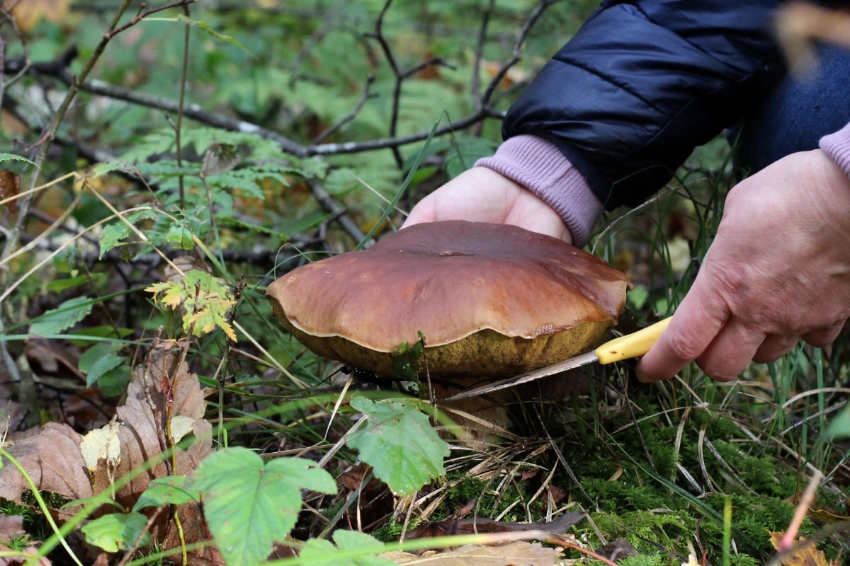 bolete being cut