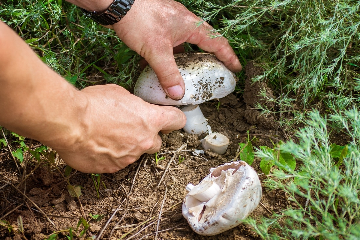 should I cut mushrooms when harvesting