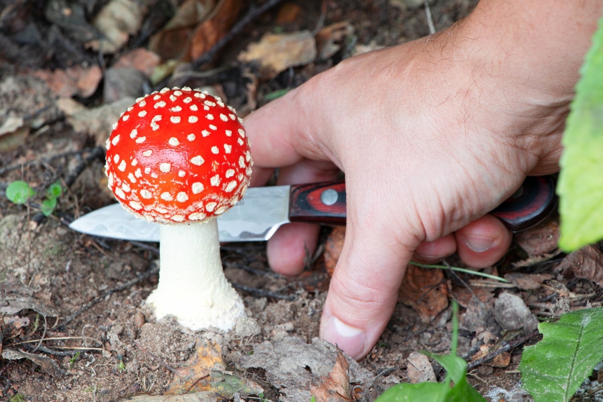 mushroom harvesting cutting