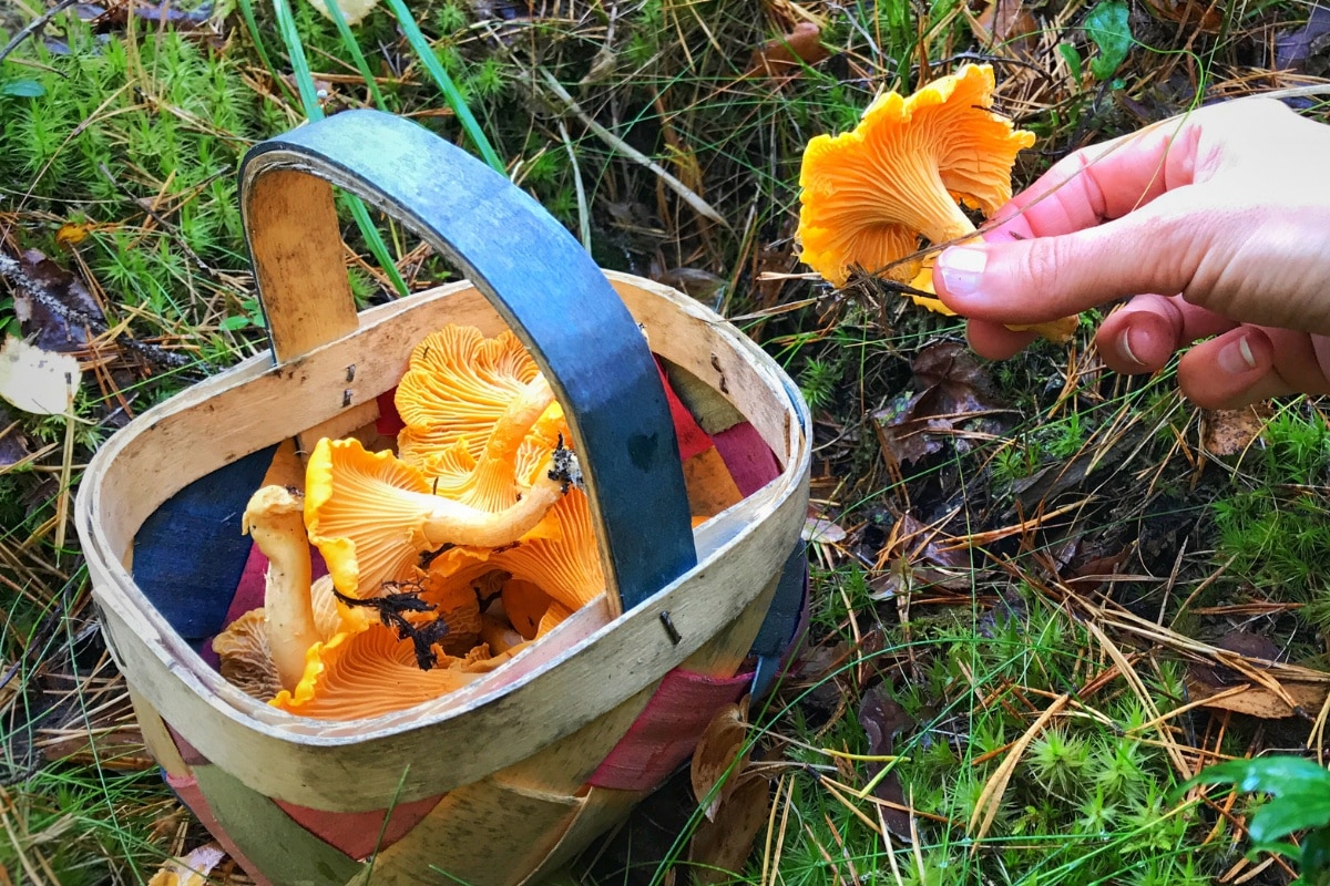 chanterelles mushroom harvesting 