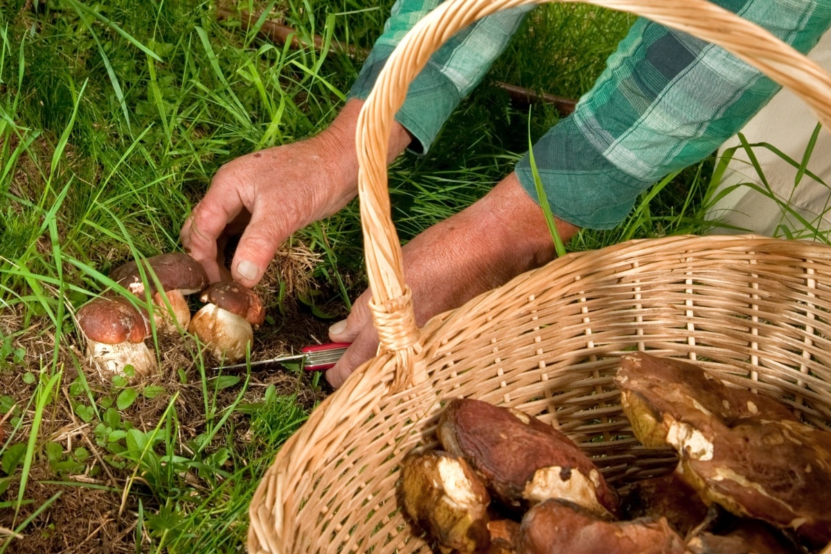 cutting mushrooms harvesting