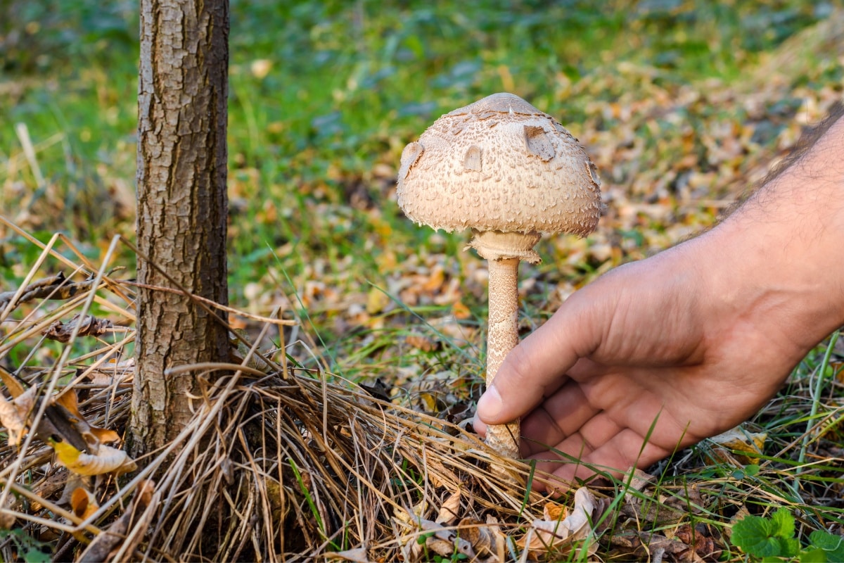 mushroom harvesting techniques