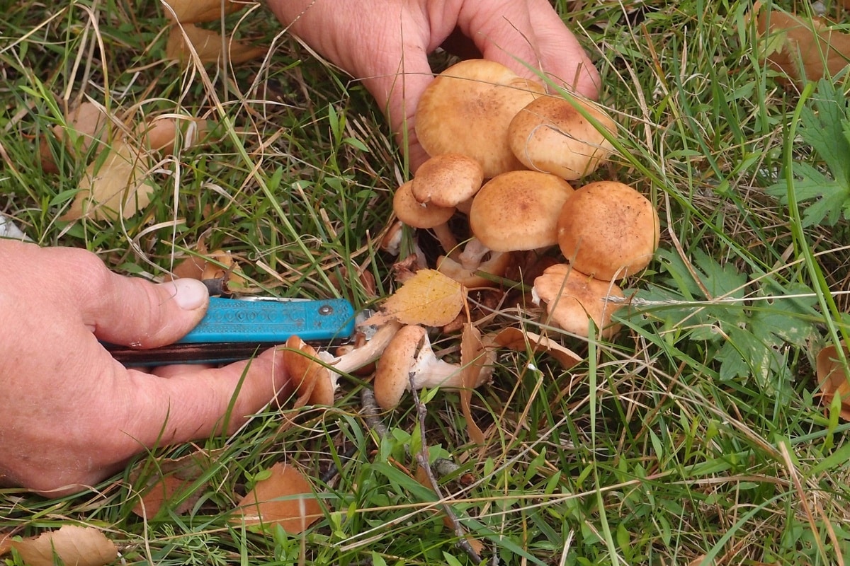cutting mushrooms method