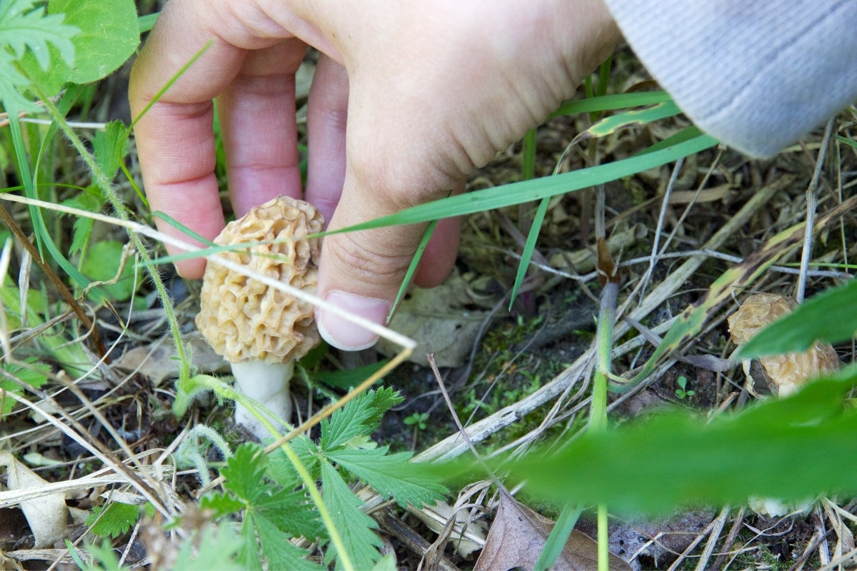 picking morel mushroom