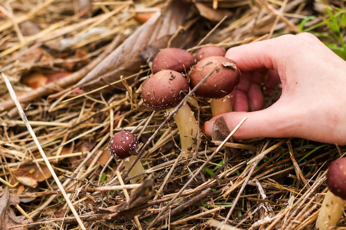 picking wine cap mushrooms