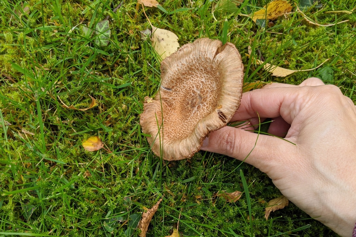 mushroom harvesting debate