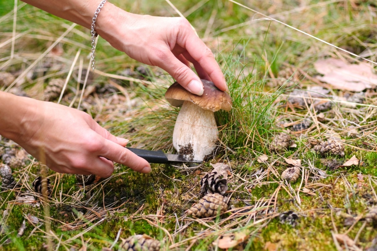 king bolete harvesting