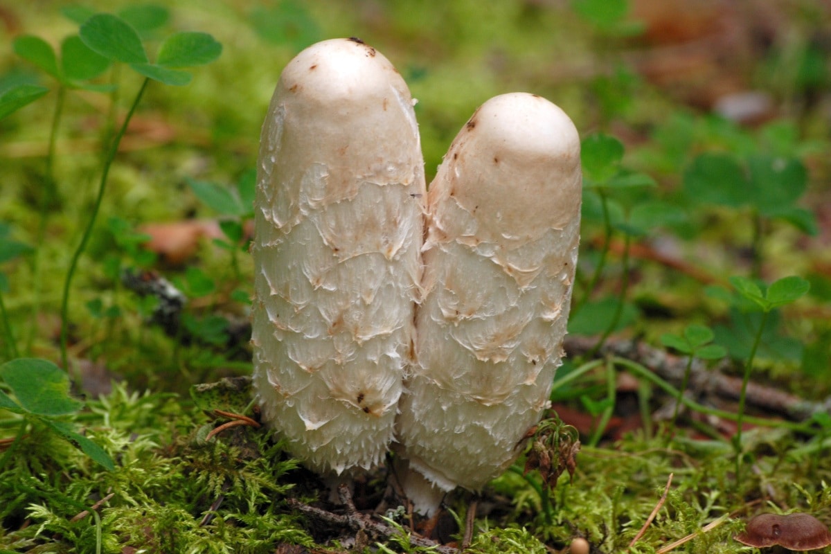 Coprinus comatus