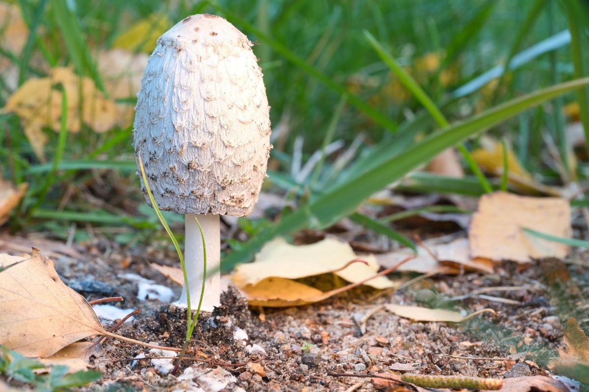 Coprinus comatus