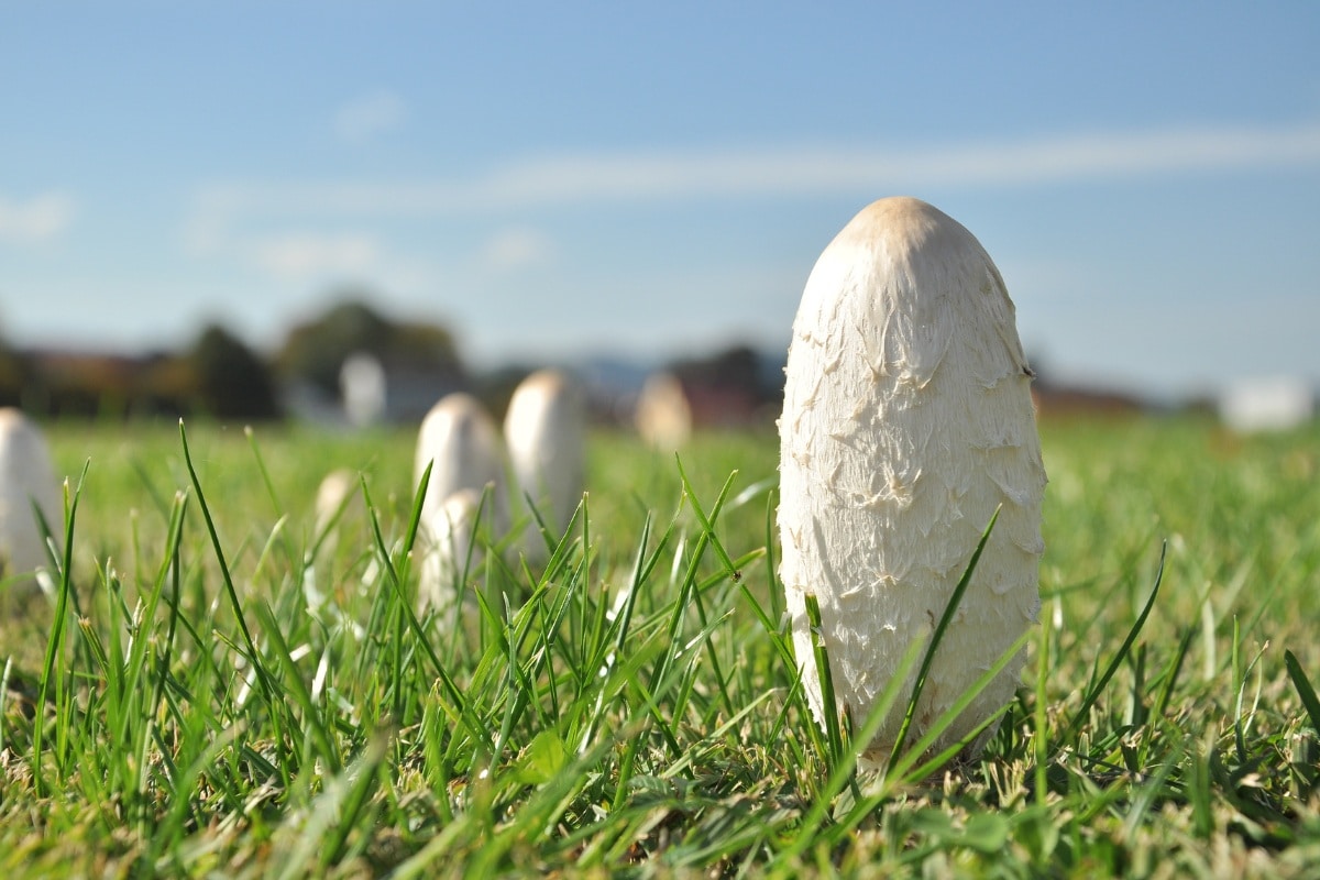 Coprinus comatus cooking
