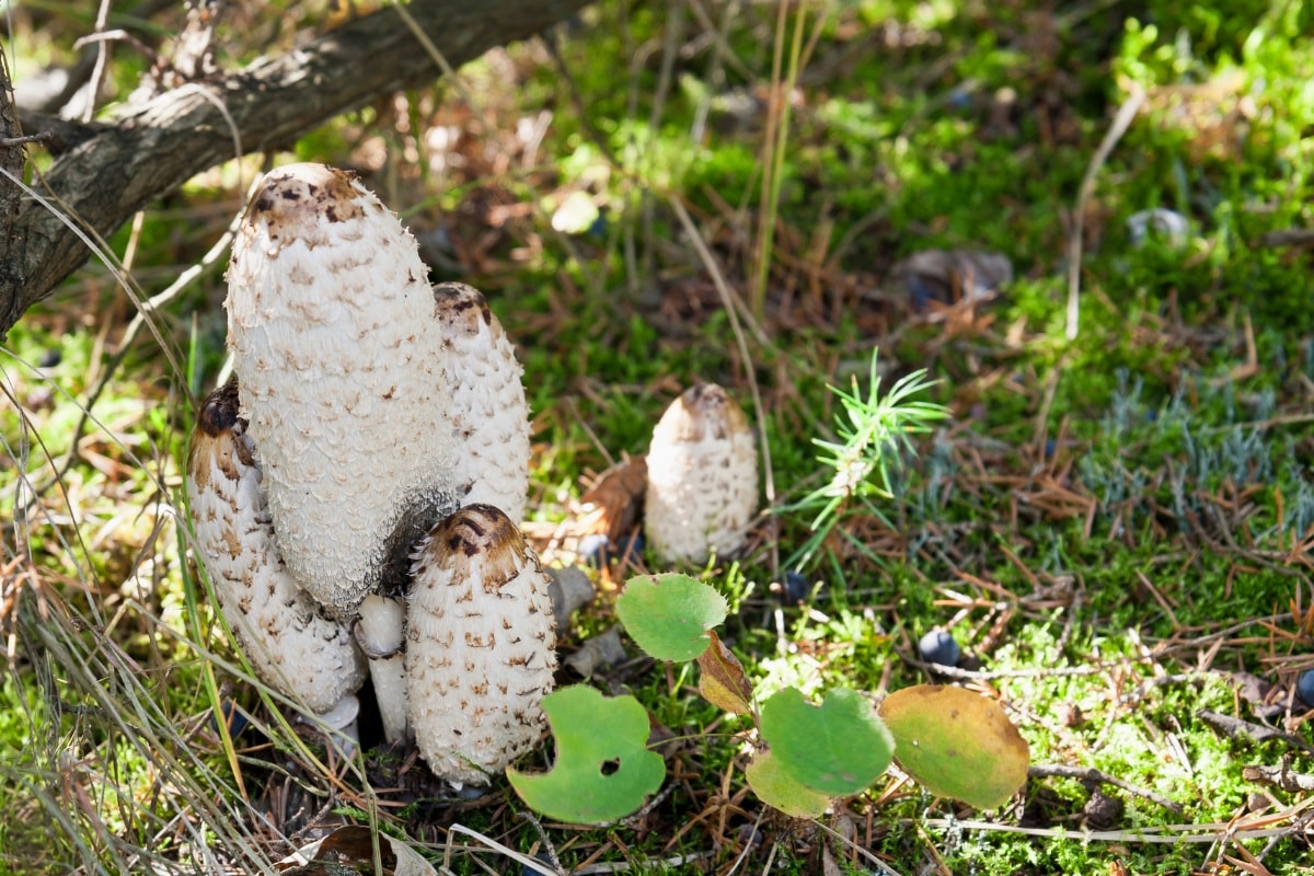 Coprinus comatus