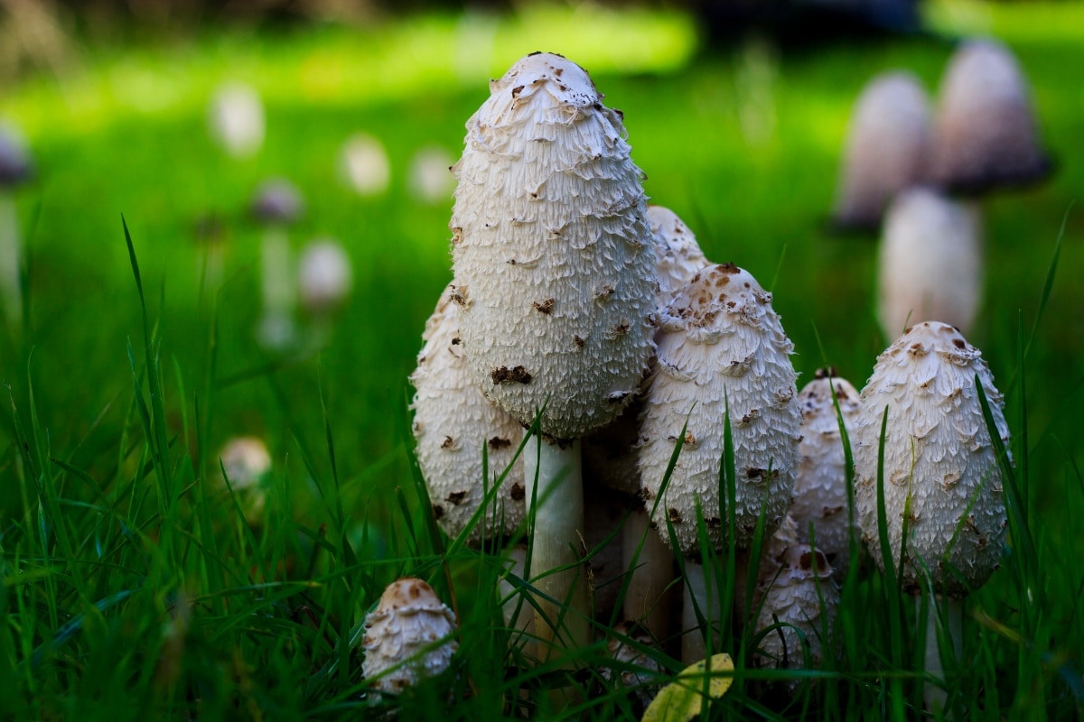 shaggy mane mushrooms