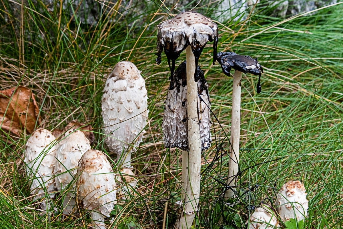 Coprinus comatus