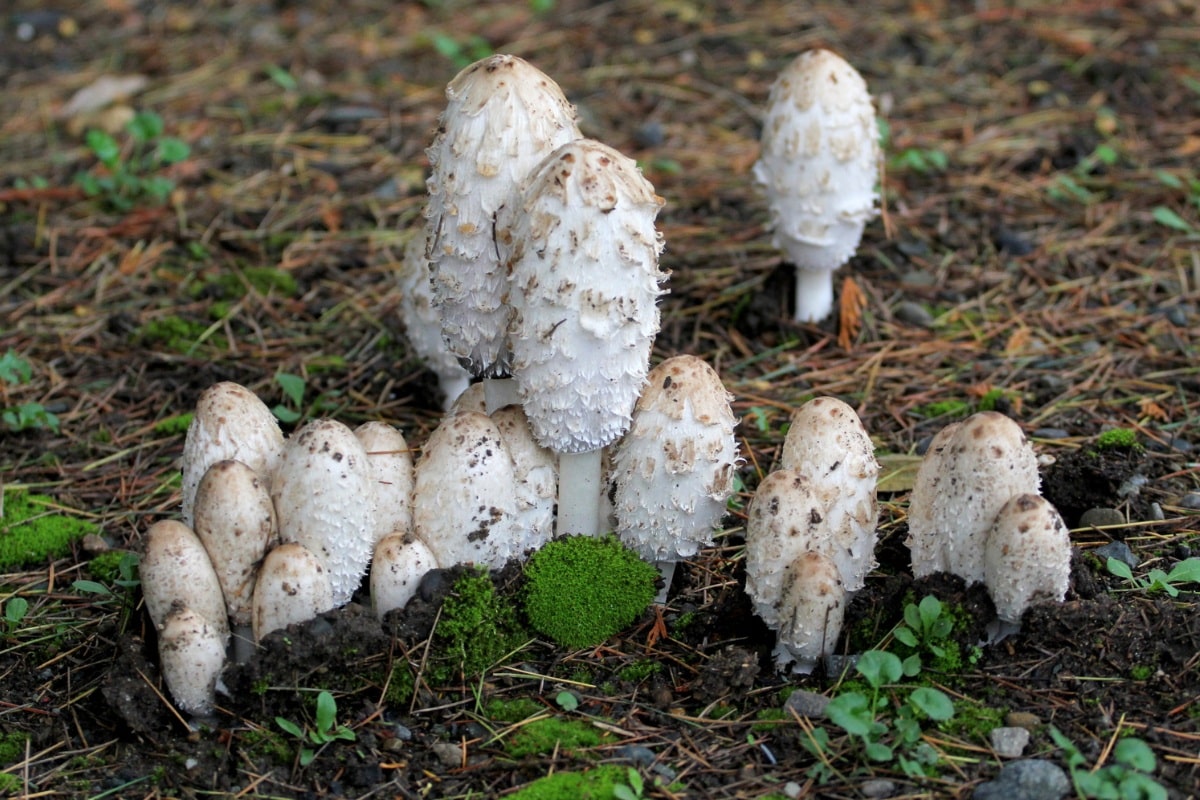 shaggy mane mushrooms