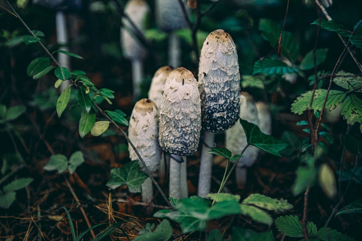 Coprinus comatus